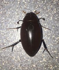 Hydrophilus insularis