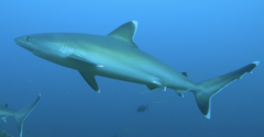 Carcharhinus albimarginatus