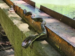 Pantherophis spiloides