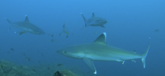 Carcharhinus albimarginatus