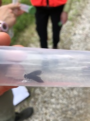 Chrysopilus velutinus