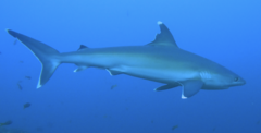 Carcharhinus albimarginatus