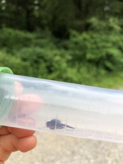 Chrysopilus velutinus