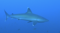 Carcharhinus albimarginatus