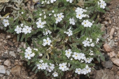 Greeneocharis similis