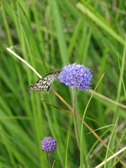 Heteropterus morpheus