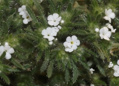 Greeneocharis similis