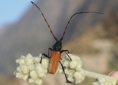 Tragidion gracilipes