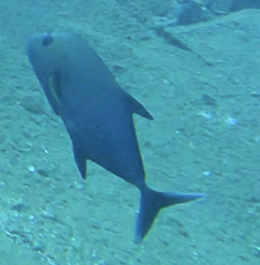 Caranx lugubris