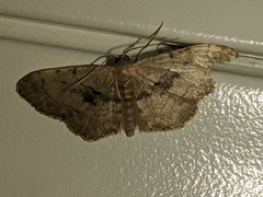 Idaea laevigata