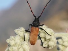 Tragidion gracilipes