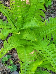 Matteuccia struthiopteris