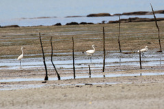 Egretta garzetta dimorpha