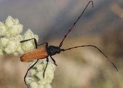 Tragidion gracilipes