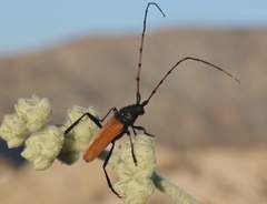 Tragidion gracilipes