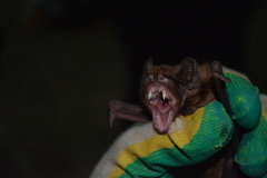 Nyctalus lasiopterus