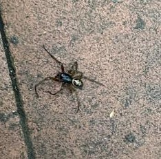 Steatoda nobilis