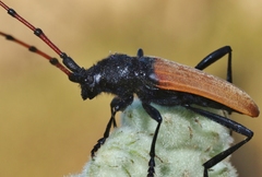 Tragidion gracilipes