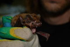 Nyctalus lasiopterus