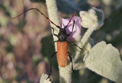 Tragidion gracilipes