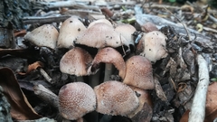 Coprinellus