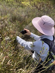 Protea longifolia minor