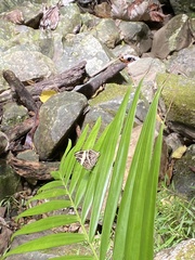 Colobura dirce wolcotti