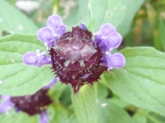 Prunella vulgaris