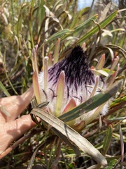 Protea longifolia minor