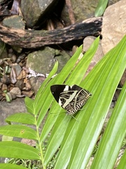 Colobura dirce wolcotti