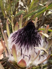 Protea longifolia minor