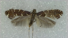 Callisto denticulella