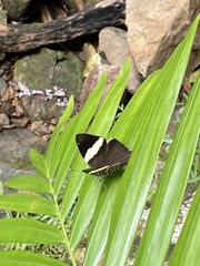 Colobura dirce wolcotti