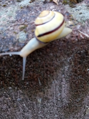 Cepaea nemoralis