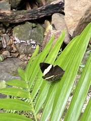 Colobura dirce wolcotti