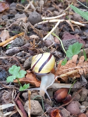Cepaea nemoralis