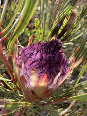 Protea longifolia minor