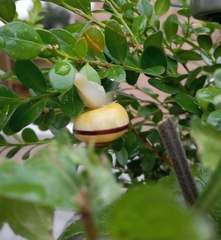 Cepaea nemoralis