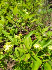 Cornus sericea