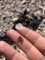 Atrichoseris platyphylla