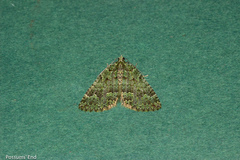 Austrocidaria callichlora