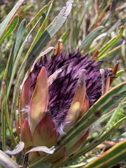 Protea longifolia minor