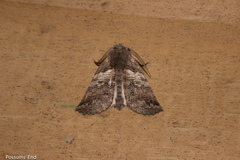 Declana griseata