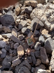 Atrichoseris platyphylla