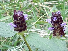 Prunella vulgaris