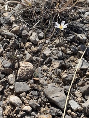 Atrichoseris platyphylla