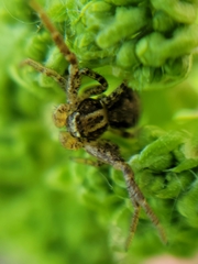 Thomisidae