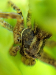 Thomisidae