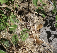 Aspidoscelis sonorae