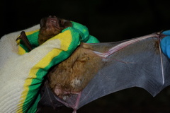 Nyctalus lasiopterus